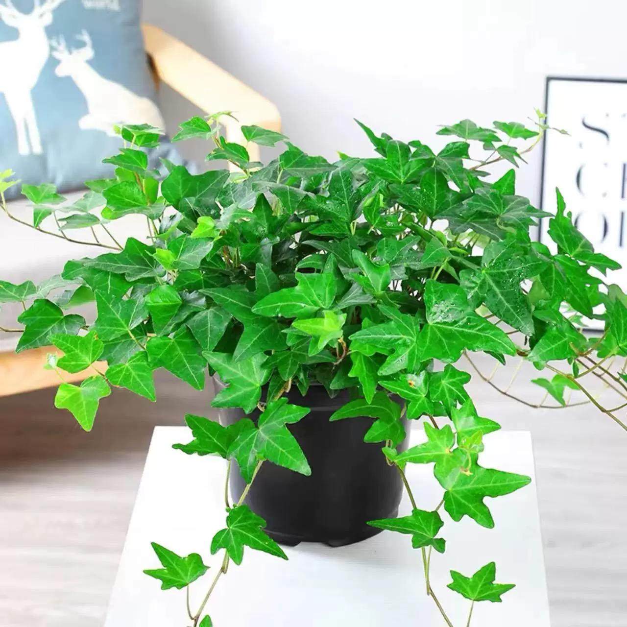 常春藤吊兰垂吊植物室内盆栽壁挂绿植长青藤吊篮垂钓悬挂净化空气图片