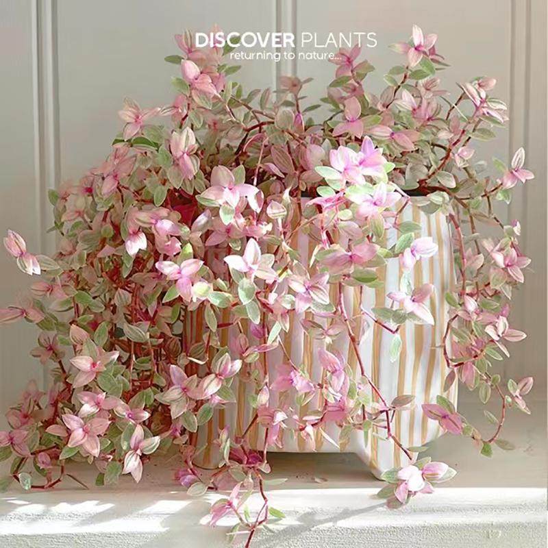 稀有多肉植物胭脂云粉红女郎办公室内防辐射绿植花卉盆栽带盆带土