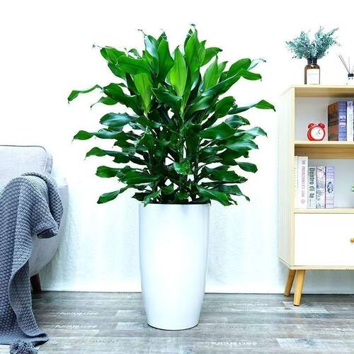 大型巴西铁螺纹铁植物花卉盆栽客厅室内阳台绿植富贵水培四季常青