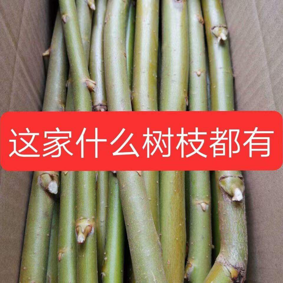 柳树枝核桃树枝桑树枝洋槐树枝桃树枝榆树枝苦楝树枝杨树枝枸杞枝