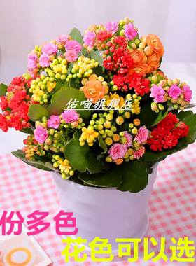 长寿花盆栽大花老桩重瓣四季好养易活绿植室内阳台金狐狸长寿花卉