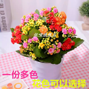 长寿花盆栽大花老桩重瓣四季 好养易活绿植室内阳台金狐狸长寿花卉