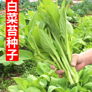 白菜苔种子菜心种籽早熟白菜心白菜薹籽白菜苔种孑广东菜心迟青菜