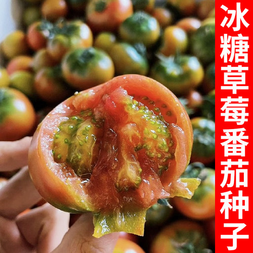 冰糖草莓番茄种子丹东铁皮嘎啦果
