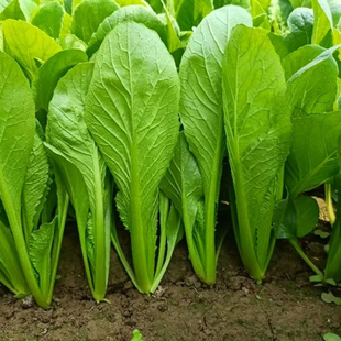 小白菜种子四季 小青菜籽奶油小白菜种籽白菜种籽快菜蔬菜种子大全