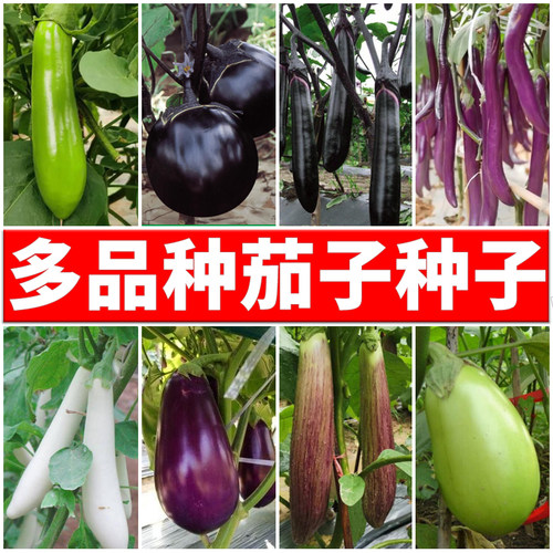 茄子种子圆茄子绿茄种子大全