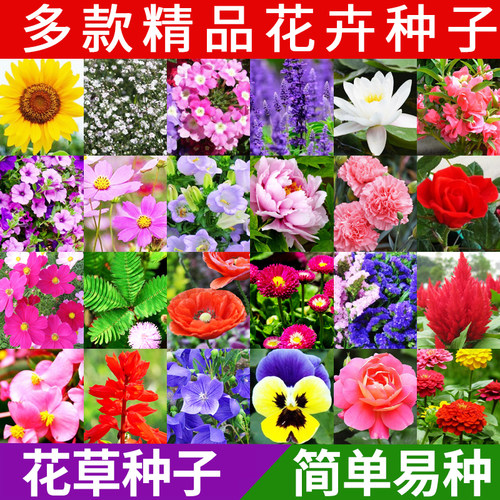 四季易种花卉种子生长快