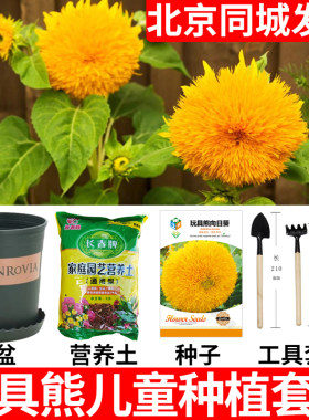 北京同城玩具熊向日葵种子套装