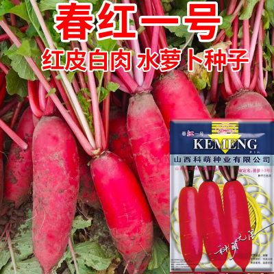 山西科萌春红一号水萝卜种子