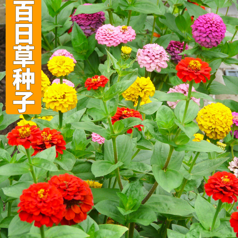 花园百日草种子百日菊花种籽子步步高混色花海造景花卉种子四季播