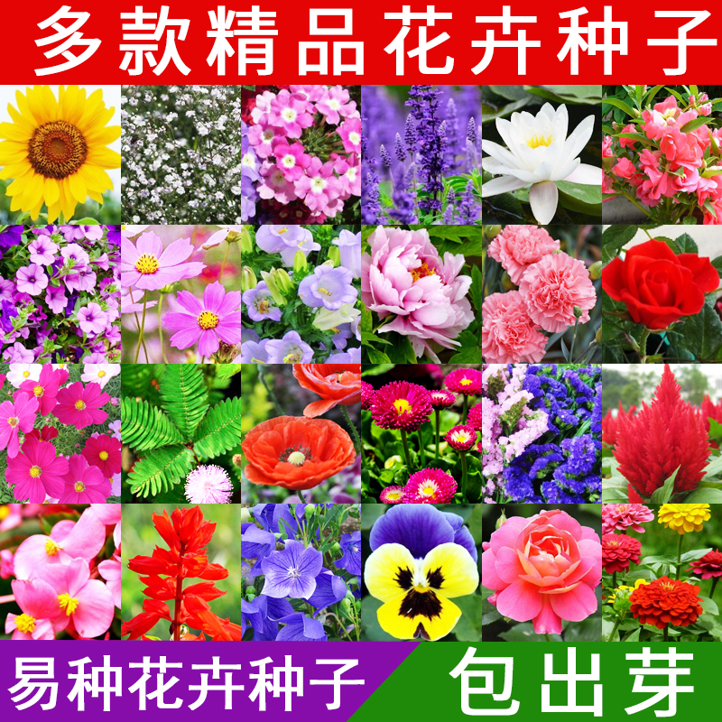 四季易种花卉种子生长快