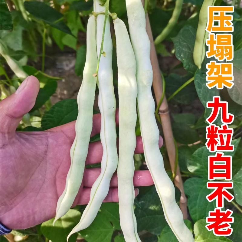 九粒白不老芸豆种子四季豆角种籽高产蔬菜种孑大全菜豆地豆架豆王