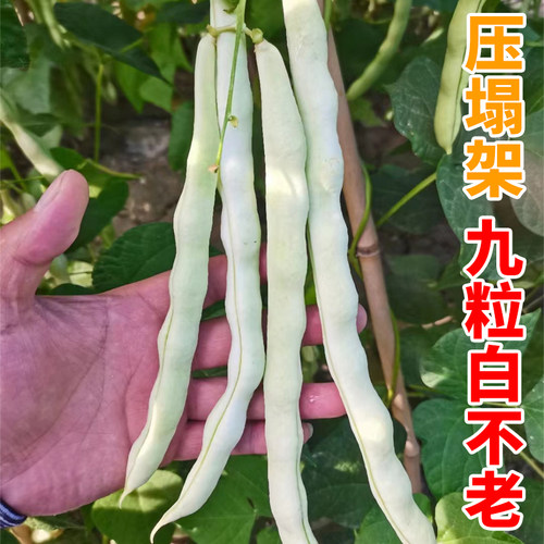 九粒白白不老芸豆种子高产容易烂