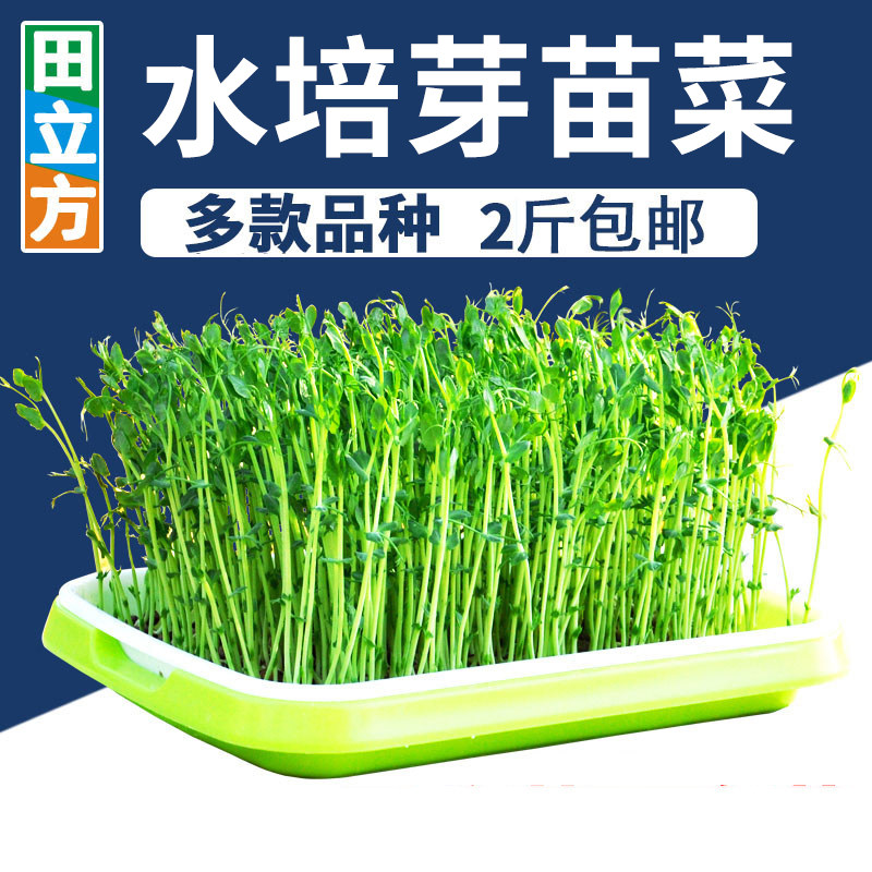 芽苗菜水培蔬菜西兰花香椿豌豆紫甘蓝花生芽豆苗绿豆黄豆黑豆芽菜