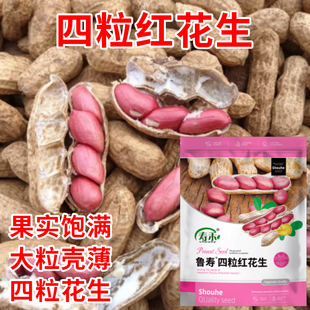 花生种子四粒红花生种籽高产薄壳花生中孑带壳花生种子红皮花生米