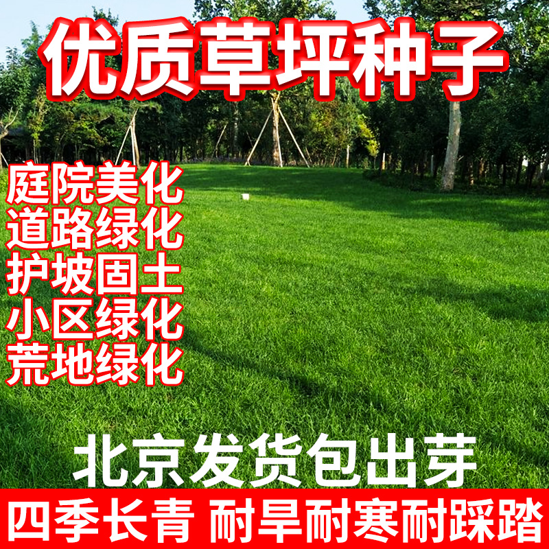 草坪种子早熟禾黑麦草四季常青