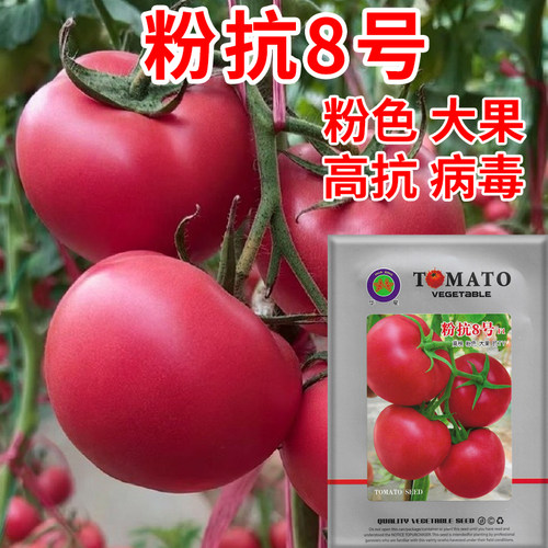 粉抗8号粉果番茄种子沙瓤