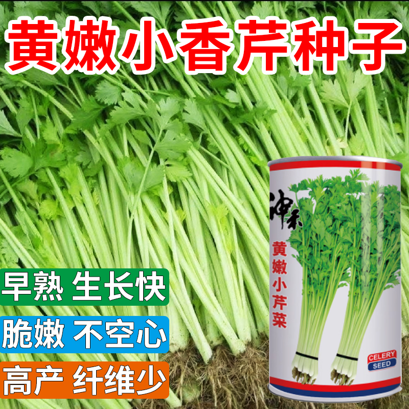 小香芹种子实心黄杆生长快