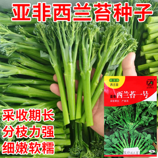 亚非西兰苔种子种籽西兰花种籽苗秧苗芥蓝芥兰菜菜苔蔬菜孑菜心秧