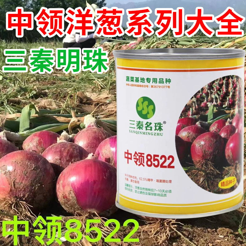 中领8522洋葱种子红玫瑰中领8512