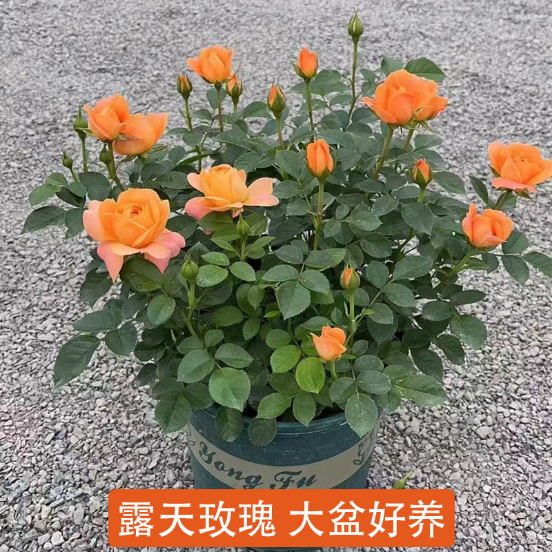 露天养玫瑰花盆栽大盆带花苞四季开花好养活室内阳台庭院果汁月季