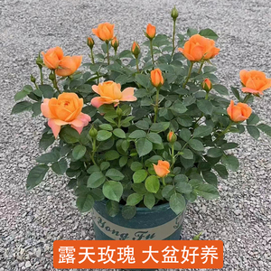 露天玫瑰花盆栽四季开花带花好养