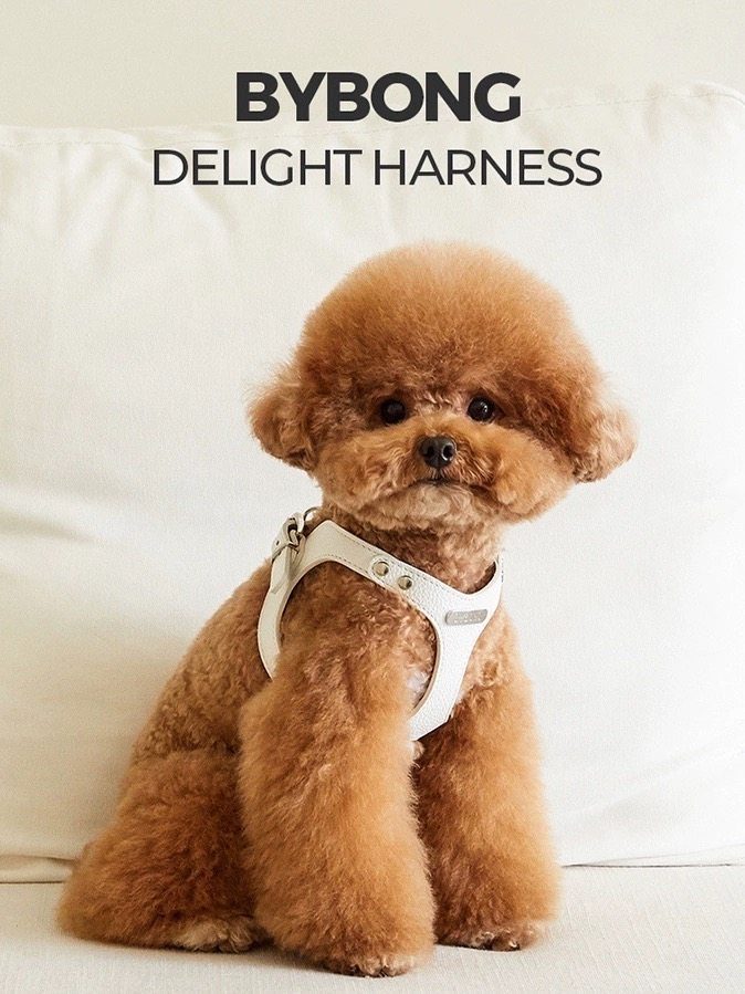 韩国bybong狗狗纯色简约真皮胸背牵引比熊泰迪通用小型正品宠物致