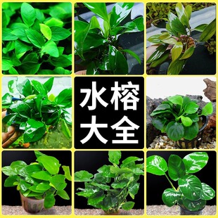 大叶榕水榕大全水草植物真草造景阴性淡水鱼缸绿懒人小巴榕小水榕