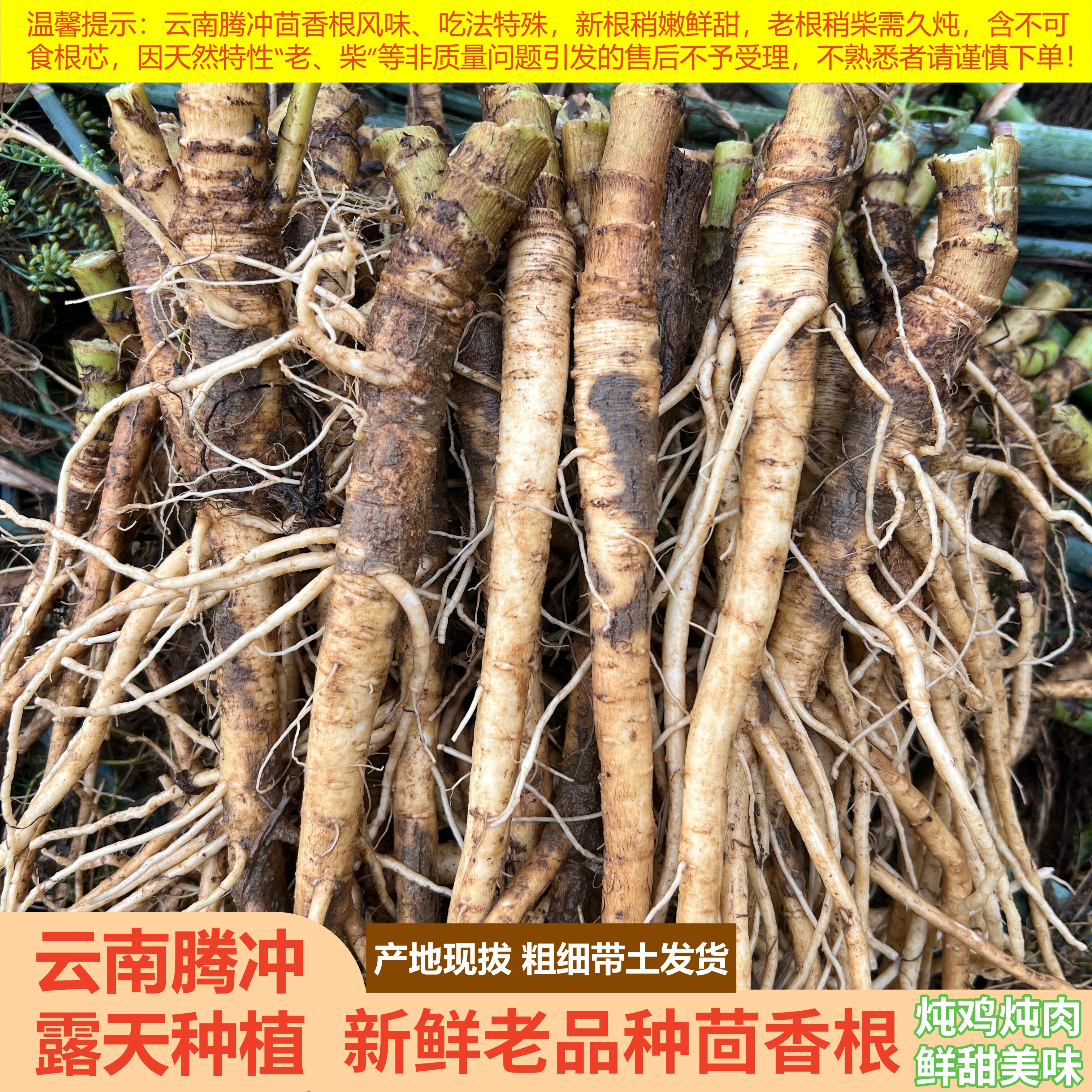 云南新鲜茴香根腾冲老品种农家蔬菜煲汤食材现挖食药同源农村直发