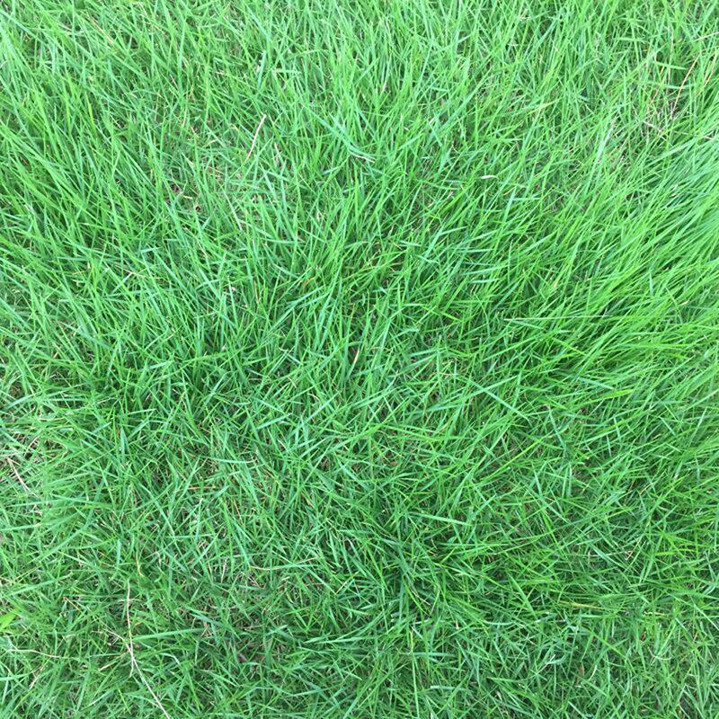 草子绿化草籽四季青高羊茅护坡固土耐寒耐旱狗牙根多年生黑麦草