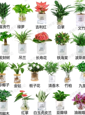 绿植盆栽植物 室内办公室桌面绿植 四季常青好养活绿色植物