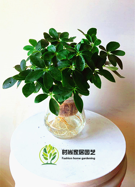 水培鸭掌木美观桌面净化空气