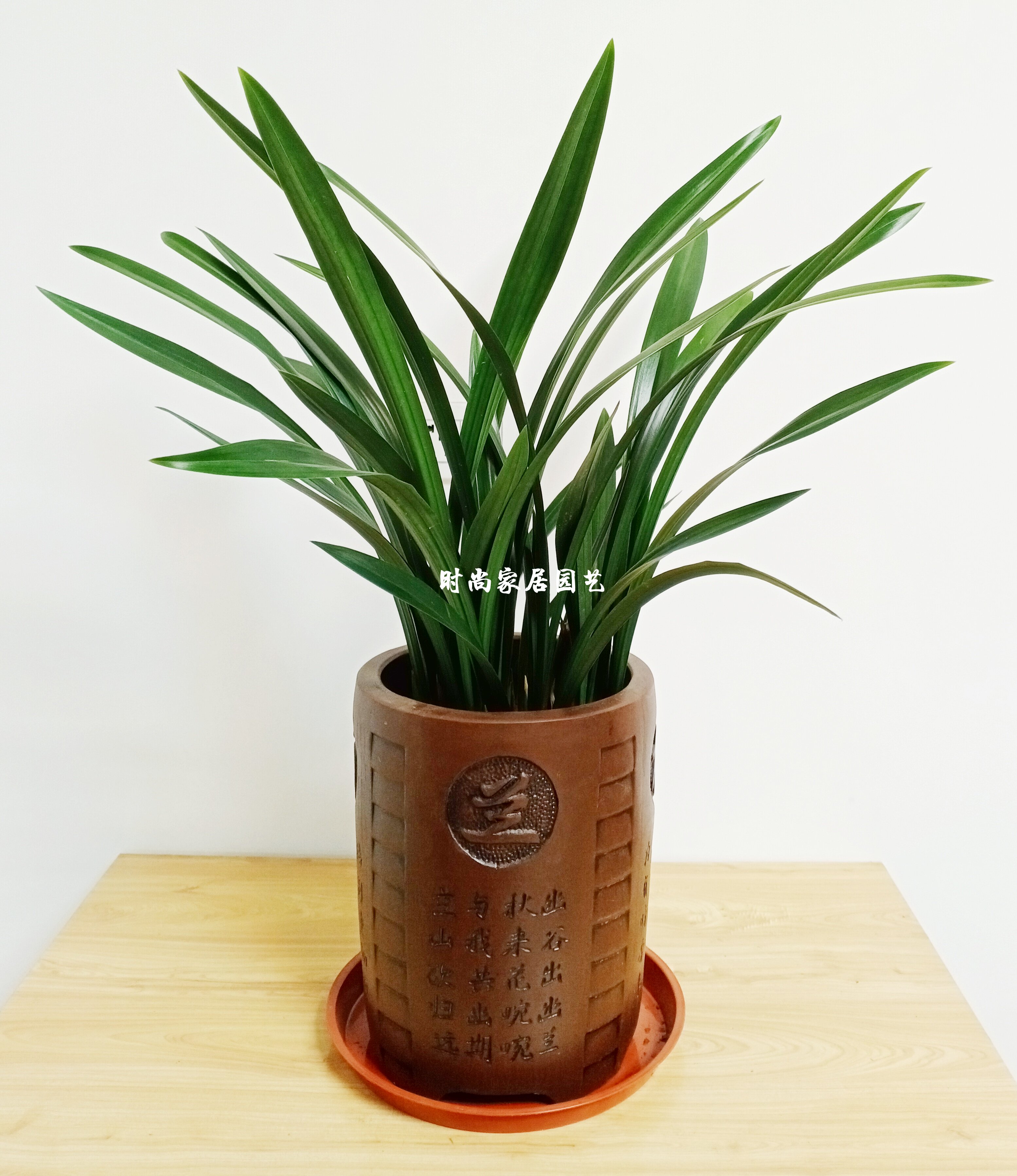 时尚家居园艺 好品质 墨兰盆栽 兰花 好养的四季常青观叶植物