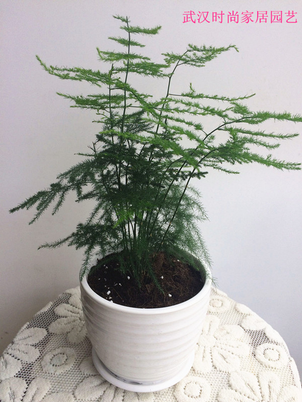 盆栽文竹美观办公桌净化空气