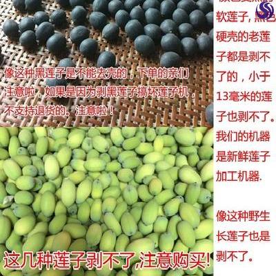 板栗剥壳机锥栗去皮op机栗子剥仁机油栗扒皮机q板栗剥皮剥皮机全 爱最好 省钱 赚钱