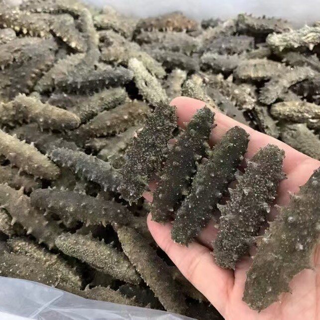 福建高刺海参干40—80头