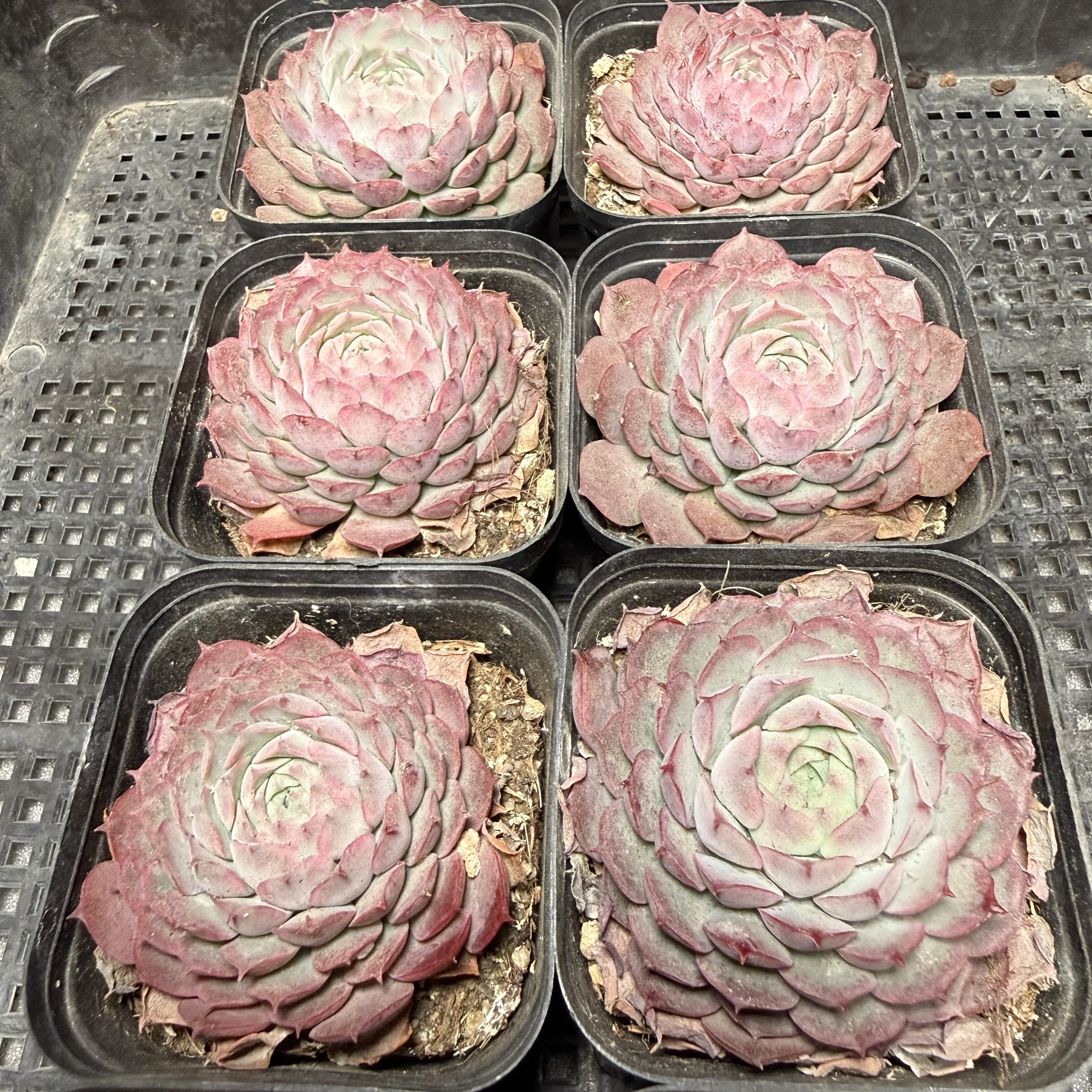 朱砂痣 满18包邮 88,鲜花速递/花卉仿真/绿植园艺,多肉植物,淘宝优惠券,粉丝福利购,淘宝优惠卷