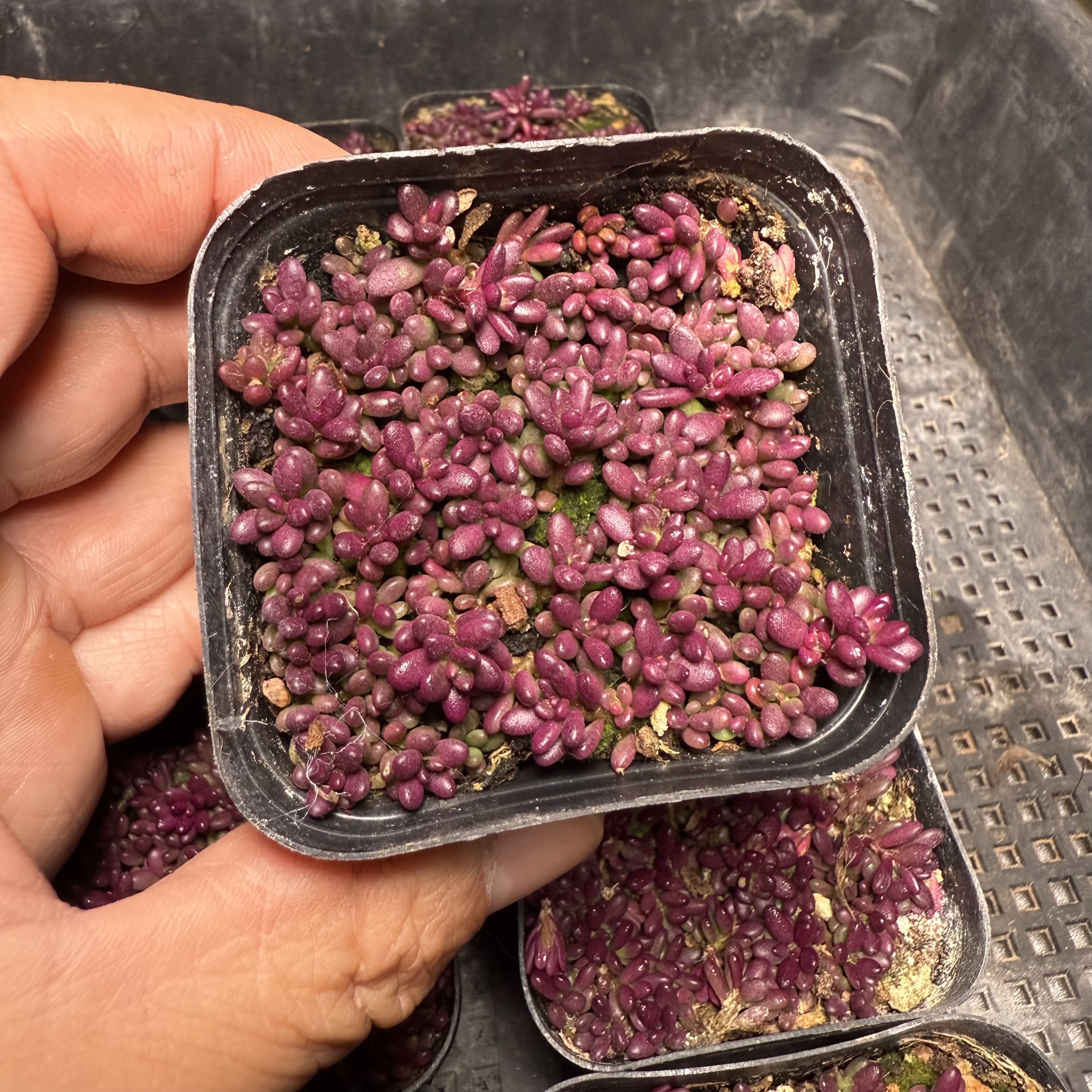 紫米粒 满18包邮 78