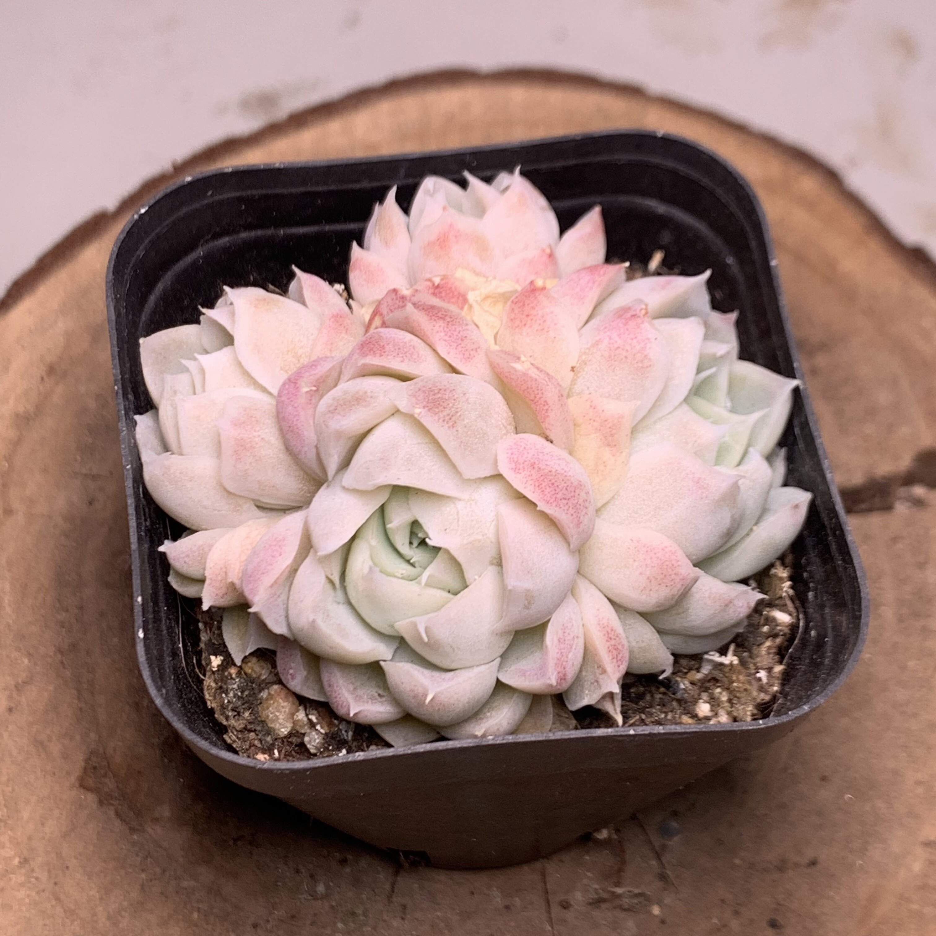 白月影群带盆  满9.9元发货  53