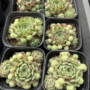 111 包邮 爱德华 满18