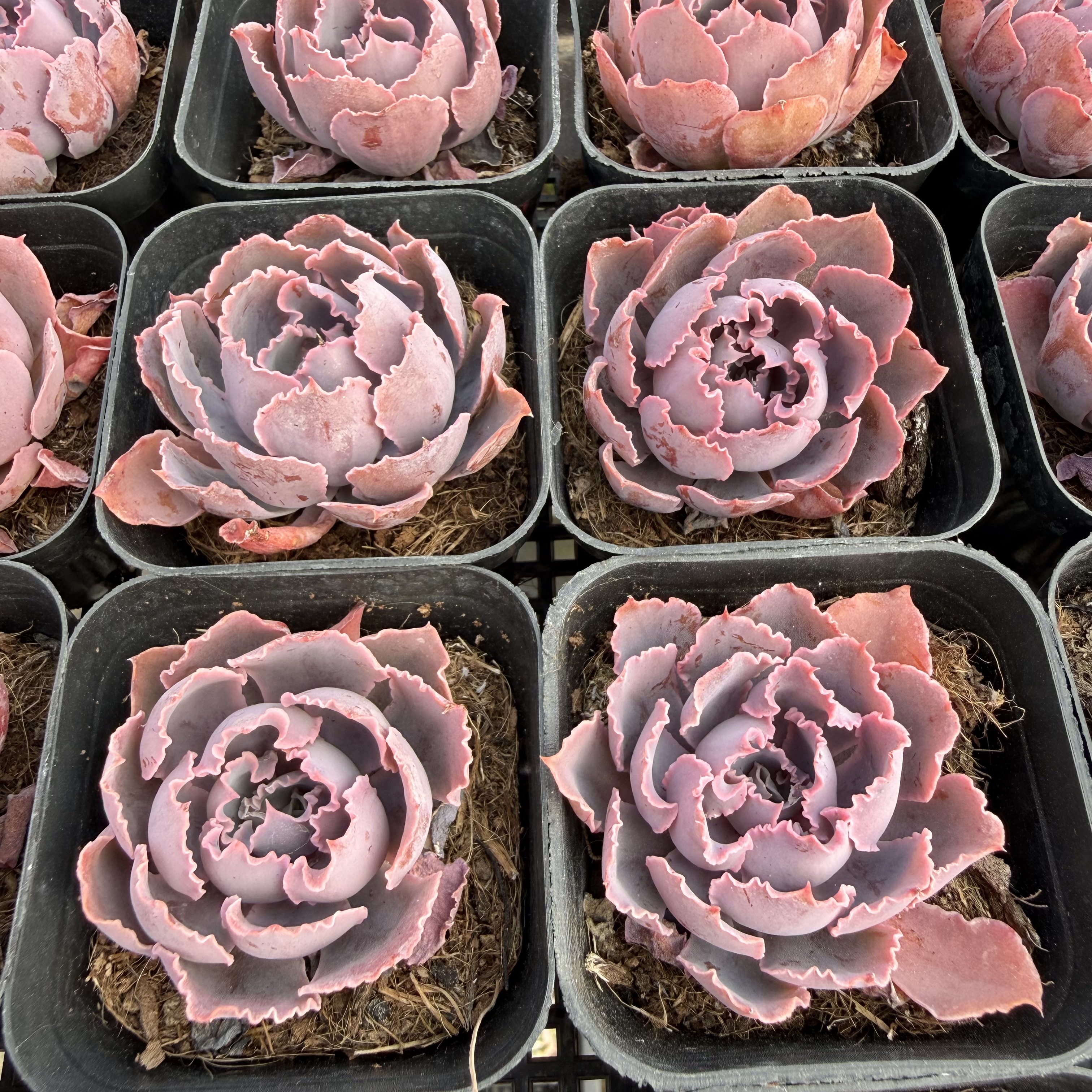 晚霞之舞 满18包邮 26