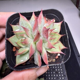 托斯卡双头 满18包邮 155