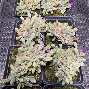 201 包邮 枝干 满18