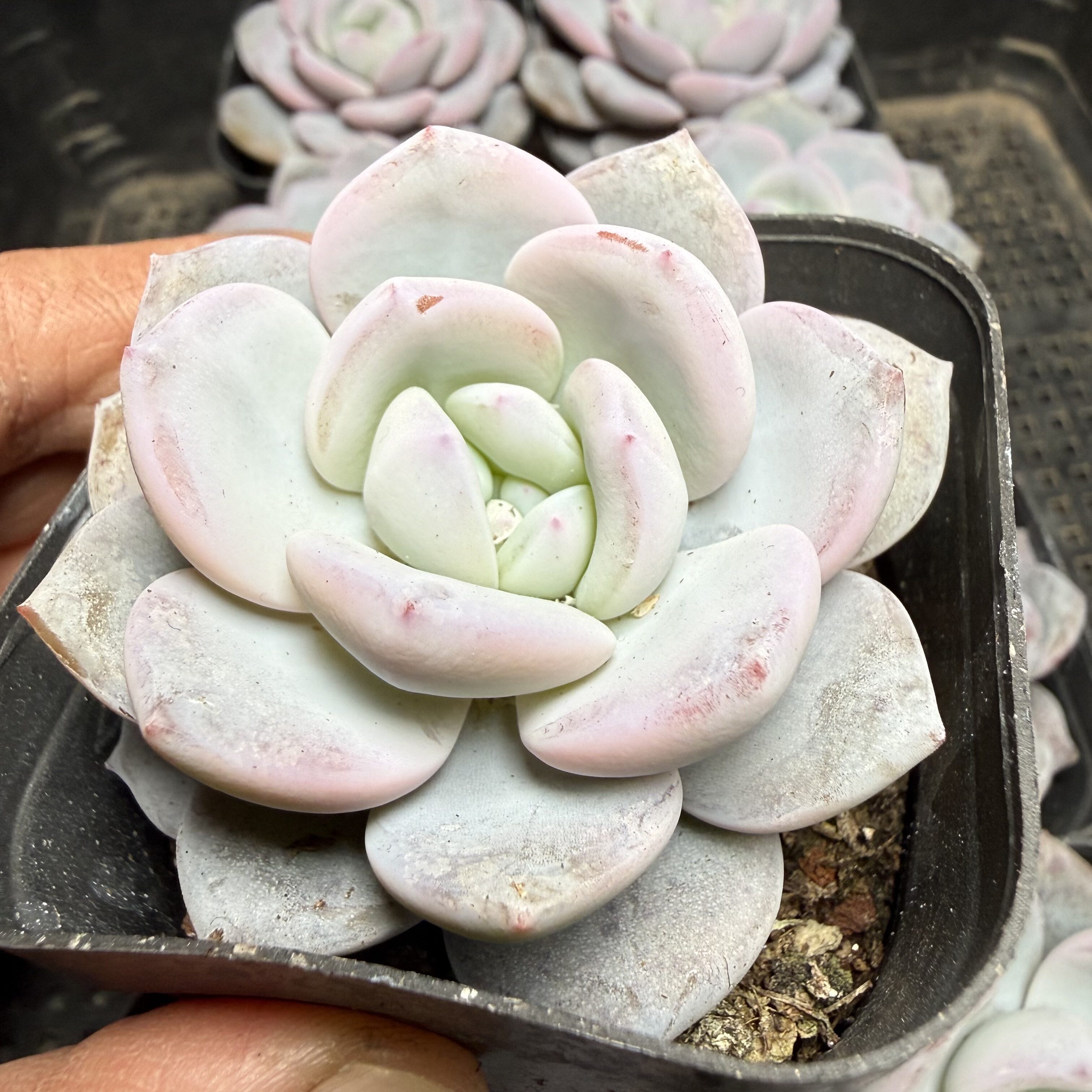 奶茶  满18包邮 132,鲜花速递/花卉仿真/绿植园艺,多肉植物,淘宝优惠券,粉丝福利购,淘宝优惠卷