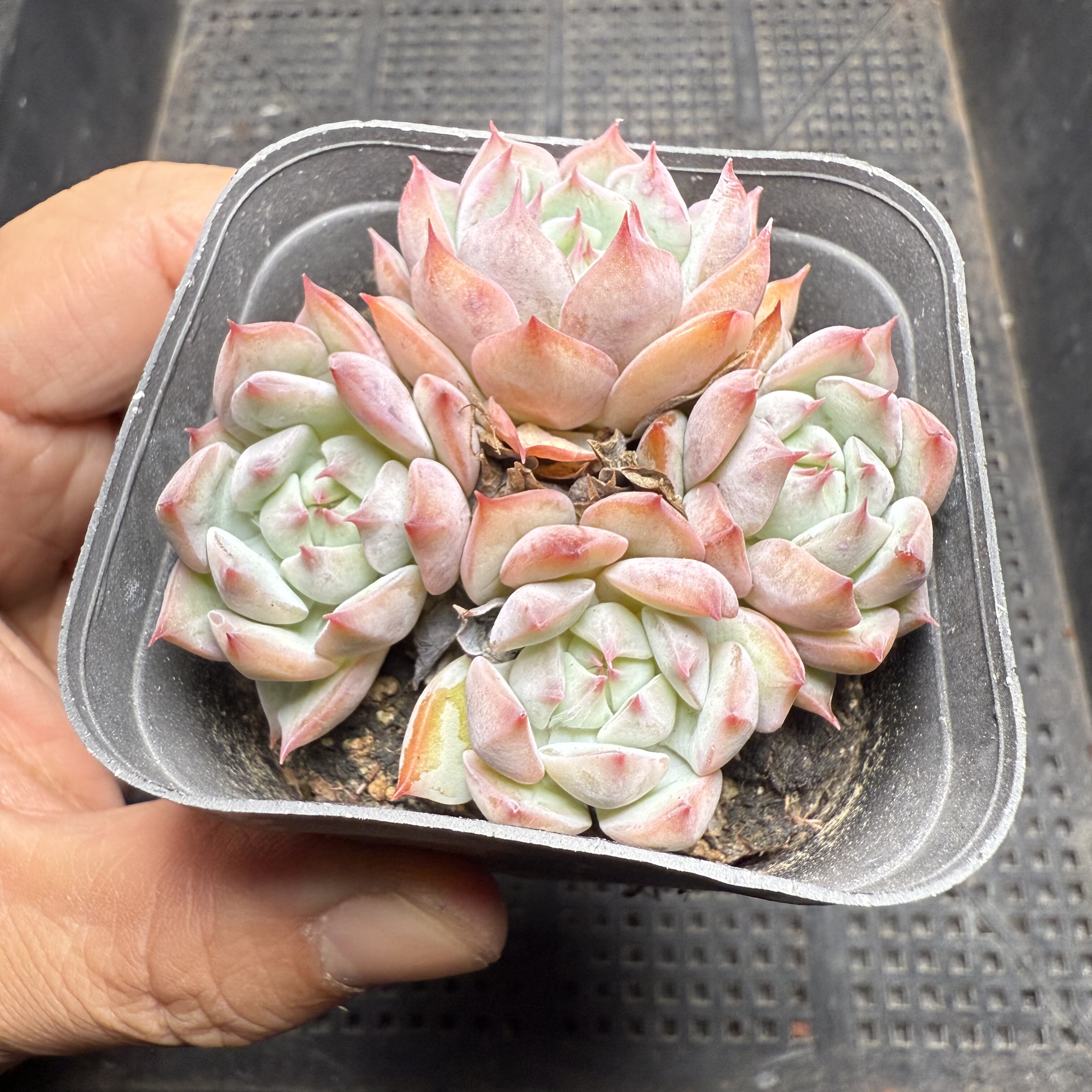 TP群 满18包邮 46