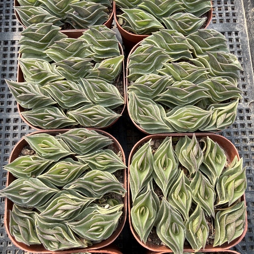 一帆风顺 满18包邮 47