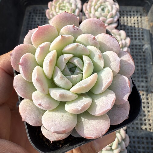 雪妍 满18包邮 198