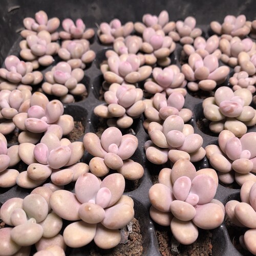 桃蛋不带盆 满18包邮 176