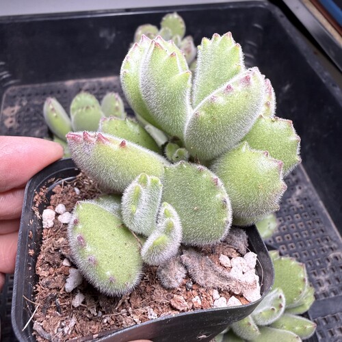 熊童子 满18包邮 43