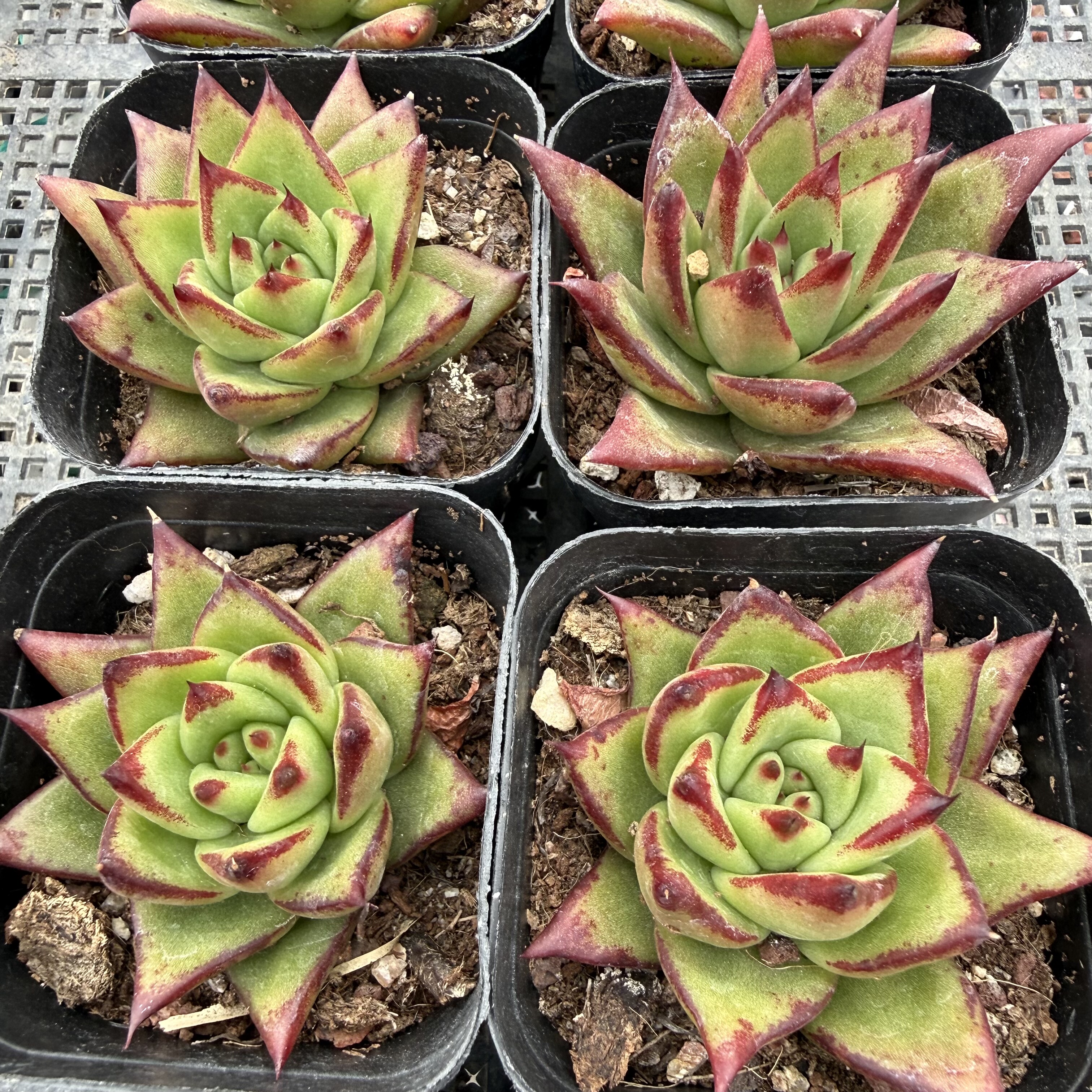 口红 满18包邮 33,鲜花速递/花卉仿真/绿植园艺,多肉植物,淘宝优惠券,粉丝福利购,淘宝优惠卷